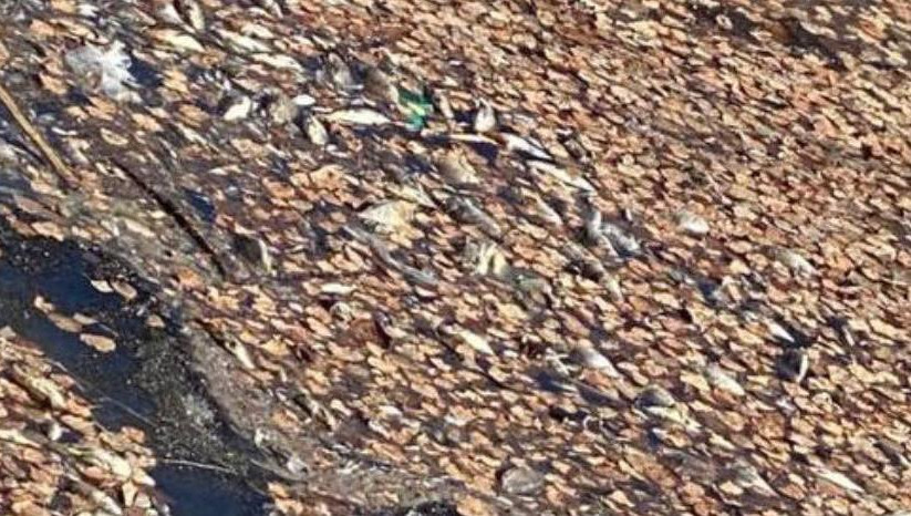 Администрация Кировского и Московского районов города уже сообщила о проблеме в Минэкологии Татарстана