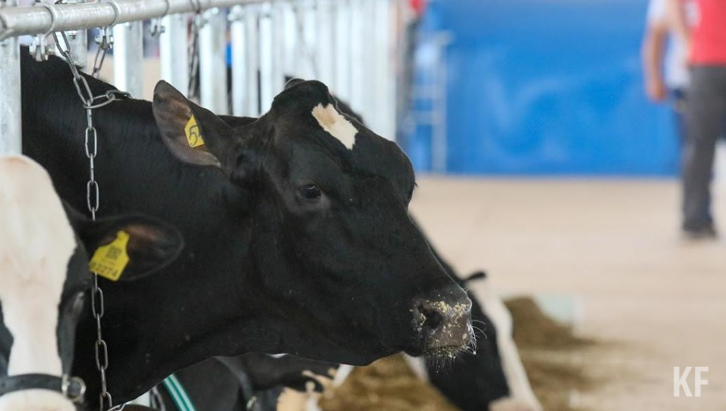 Фаила Камаева беспокоит снижение удоев молока.