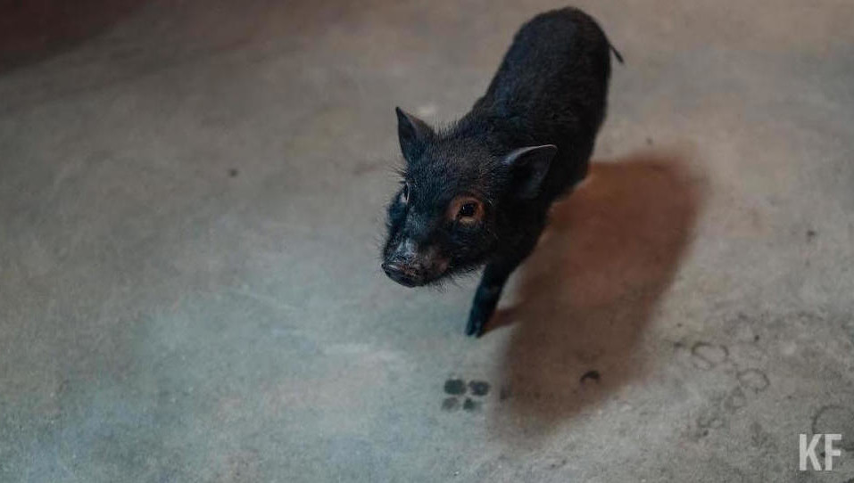 Пять — среди диких кабанов