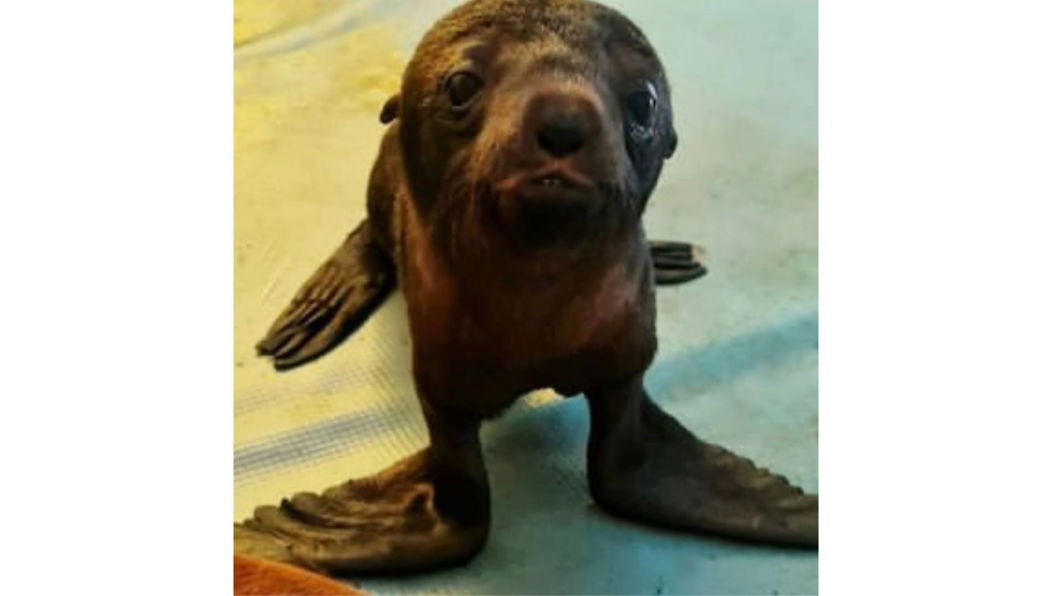 В городе такое событие произошло впервые.