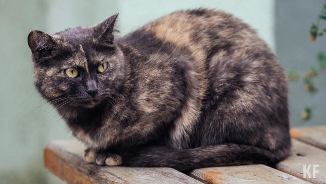 Нарушители будут штрафоваться на сумму до 30 тысяч рублей для граждан