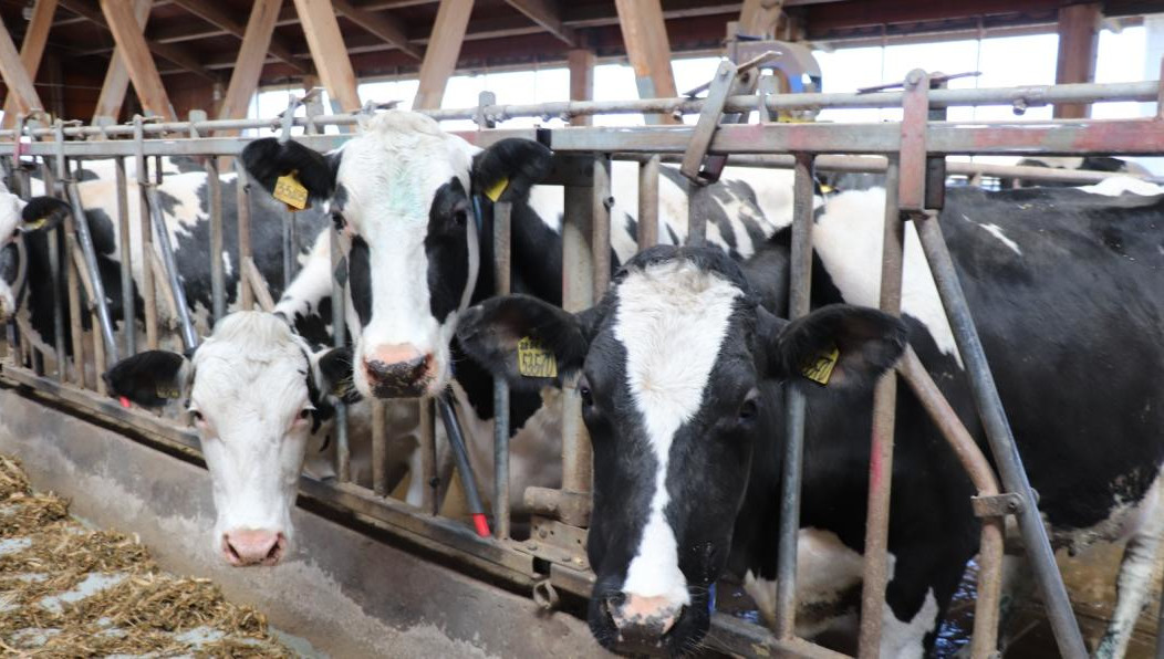 У буренок будут оценивать телосложение