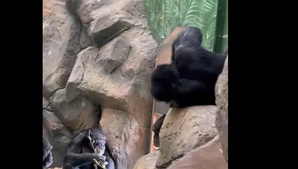 Животным тоже тяжело переносить слишком жаркую погоду.