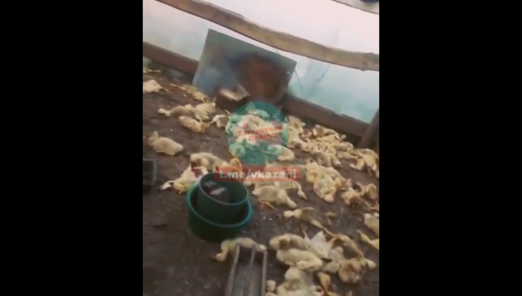 На этот раз они растерзали пару сотен птенцов.