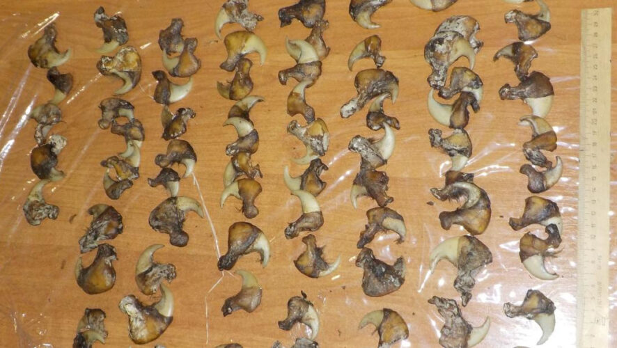 Разрешения на перемещение дериватов при себе у пассажира не было.