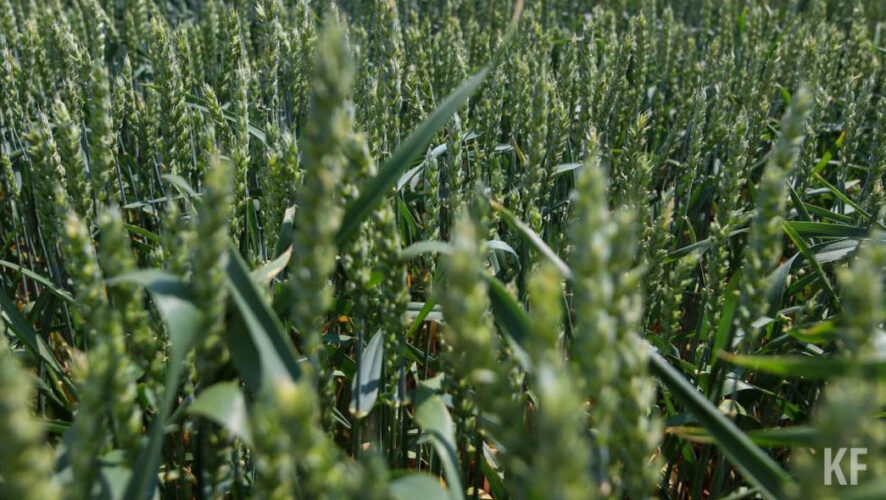 На сегодняшний день посеяли 1