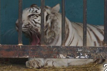 Более двух месяцев передвижной зоопарк не мог выехать из города из-за режима самоизоляции.