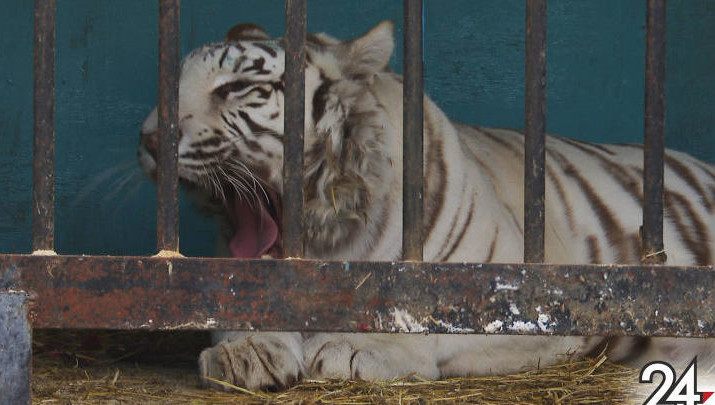 Более двух месяцев передвижной зоопарк не мог выехать из города из-за режима самоизоляции.