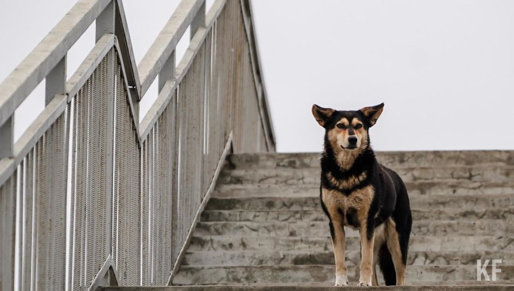 От разъяренной собачьей стаи он отбивал своего четвероногого друга.