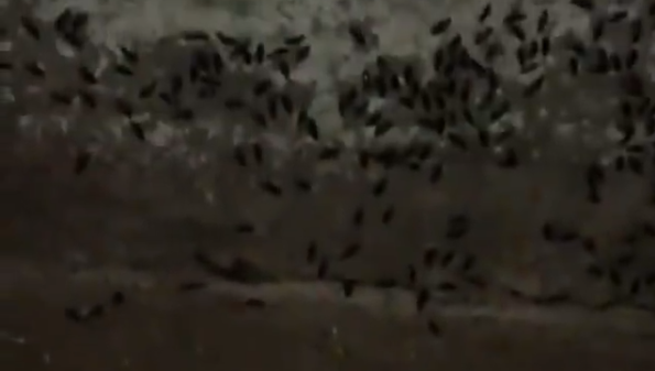 Насекомых полным-полно на улице Фучика.