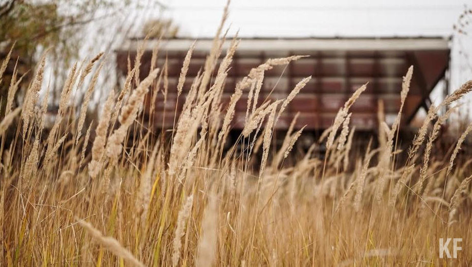 В республике состояние более 98% посевов озимых культур оценивается как хорошее.