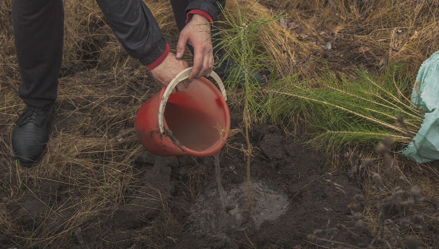Они высадили уже 50 саженцев.