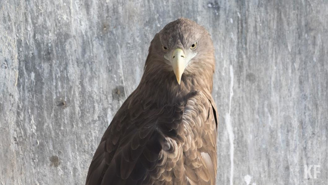 Видеотрансляцию можно посмотреть в видеохостинге YouTube и в соцсетях.