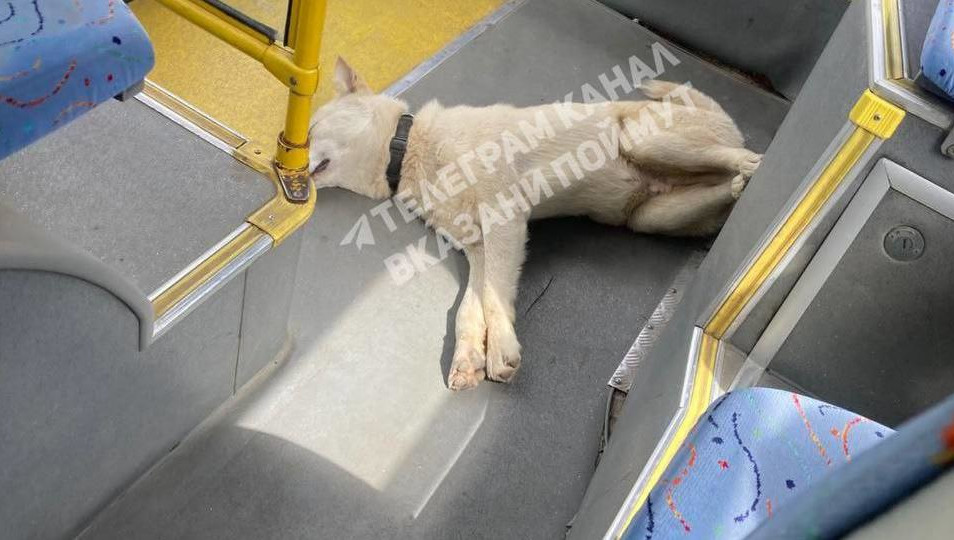 По данным очевидцев