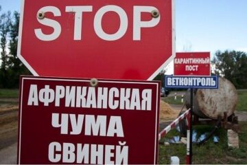 В целях профилактики в Татарстане ликвидируют 40% поголовья диких кабанов.