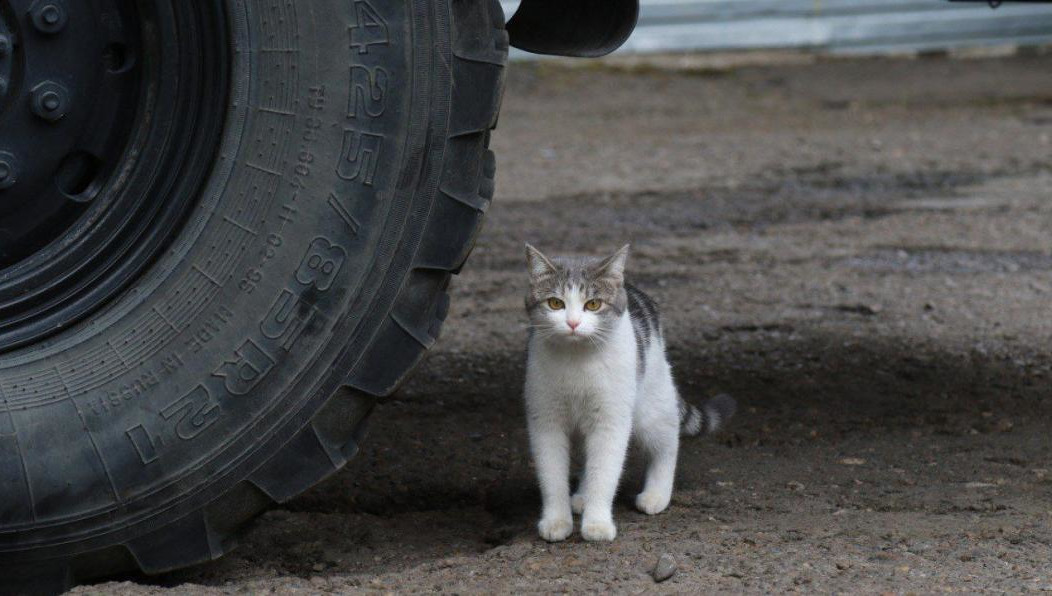 Она помогает спасателям бороться с грызунами.