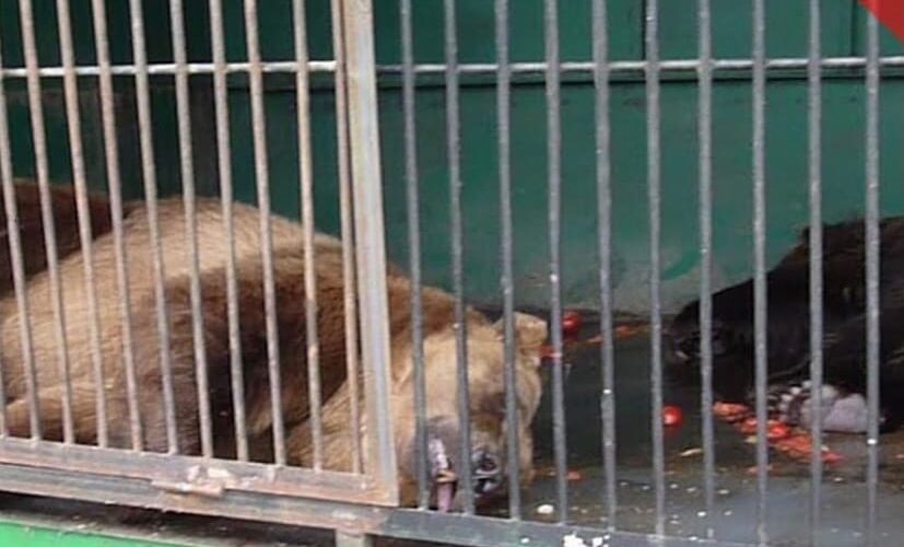 когда в соцсетях появилось сообщение о том