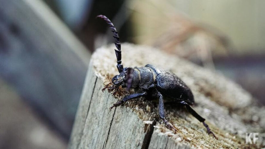Также на зерновых культурах выявили мучнистую росу и септориоз.