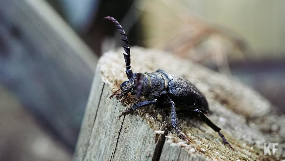 Также на зерновых культурах выявили мучнистую росу и септориоз.