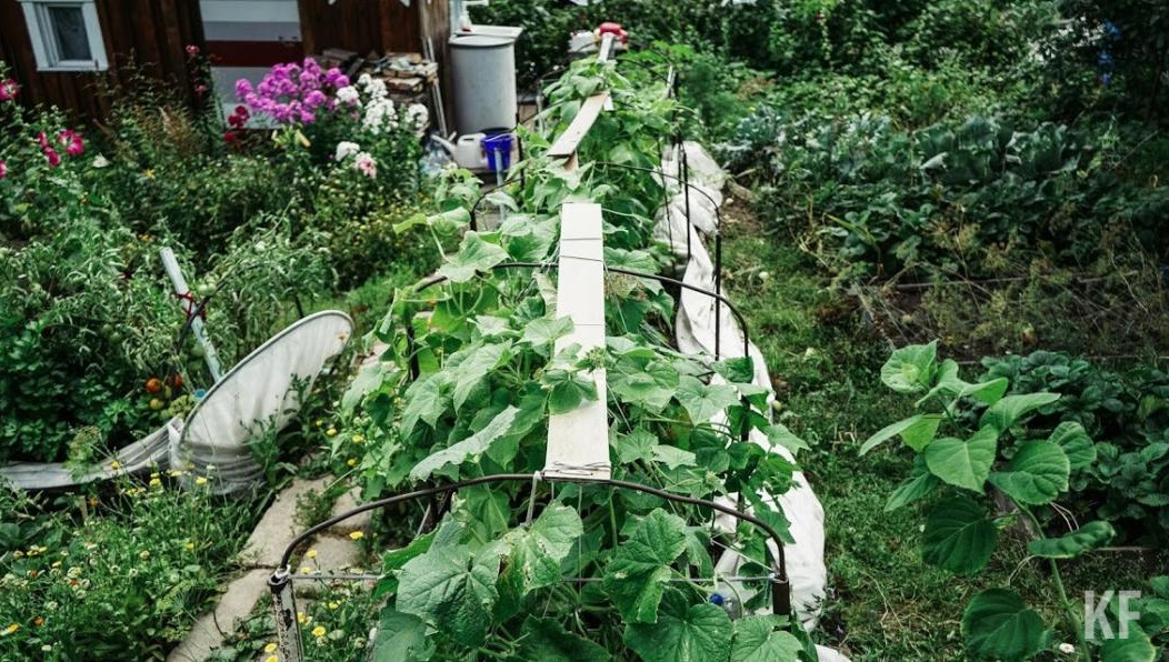 Садоводы смогут уехать до огородов от остановок «51-й комплекс»