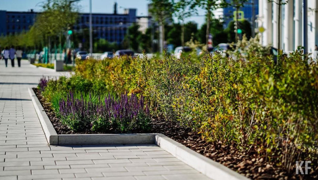 Всего МУП планирует приобрести 270 растений.