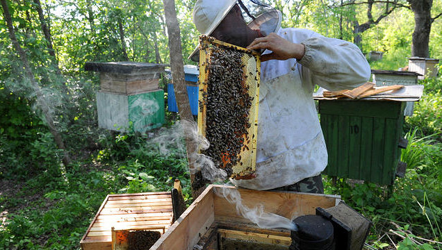 Предприятие обвинили в массовой гибели пчёл фермеров Тукаевского района. Оно провело обработку полей химикатами и никого об этом не предупредило.