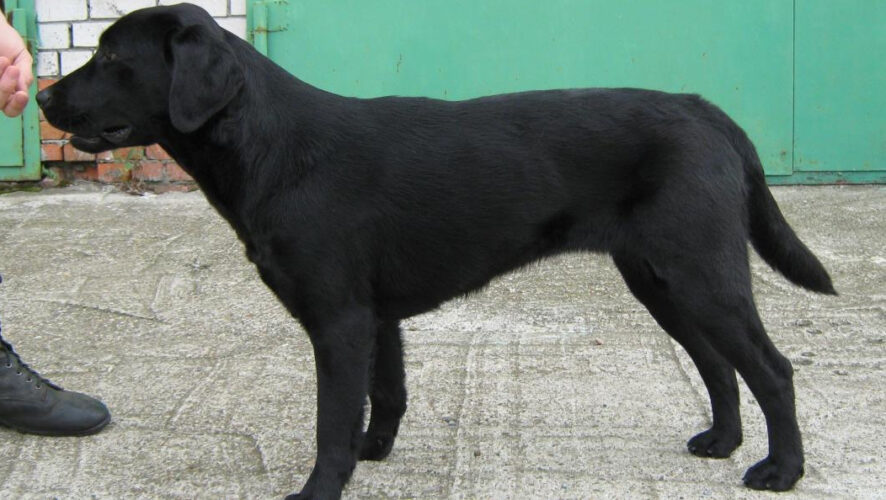 Благодаря Джессе сотрудники пресекли незаконный перевоз через границу страны около 4