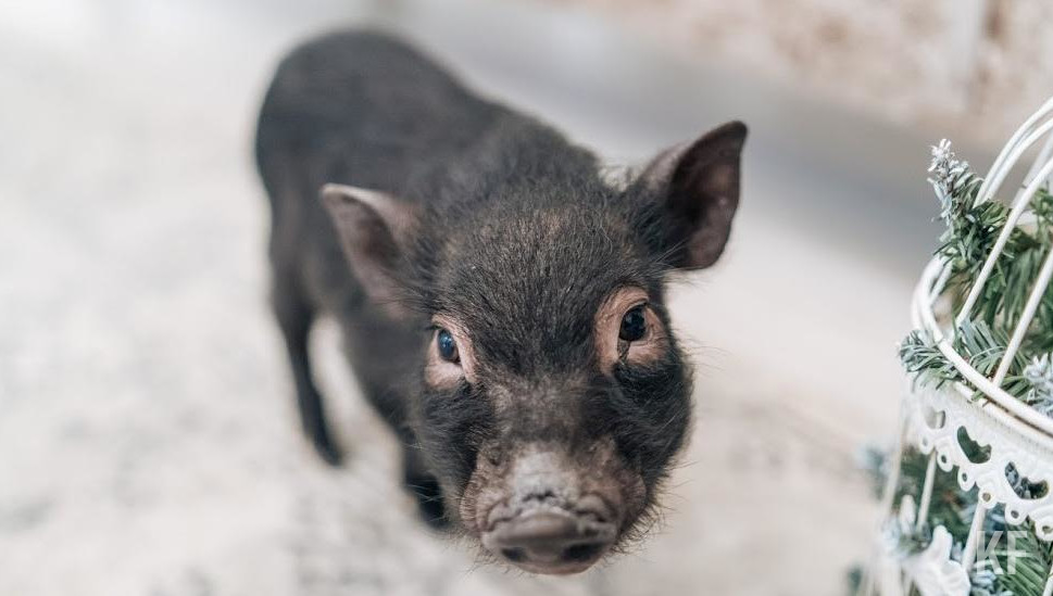 Мера затронет территорию Заинского и Нижнекамского районов.