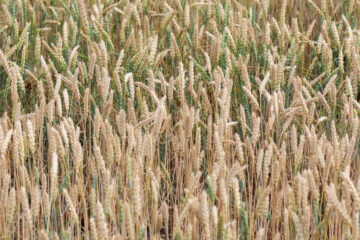 В интервенционный фонд закуплено 226 тысяч тонн зерна (доля в России – 7
