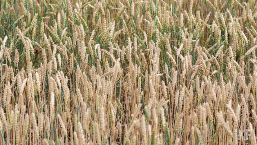 В интервенционный фонд закуплено 226 тысяч тонн зерна (доля в России – 7