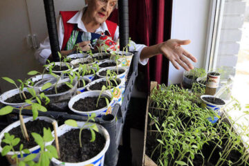 Чаще всего дачники и городские садоводы интересовались сортами быстрорастущих томатов.