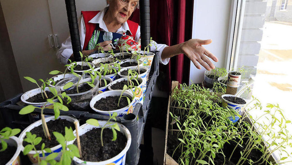 Чаще всего дачники и городские садоводы интересовались сортами быстрорастущих томатов.