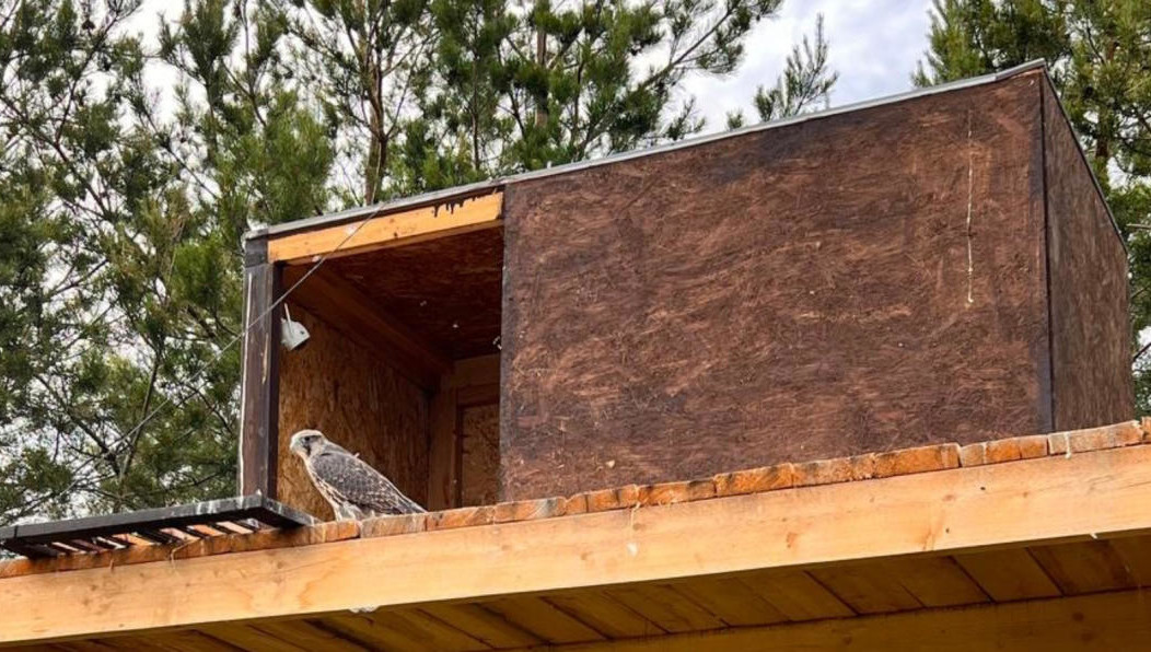 Волонтеры их настолько полюбили