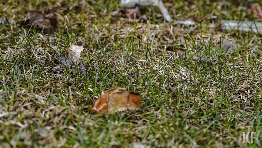 В Азнакаевском районе обнаружили на площади 241 га с многолетними травами 83 норы на гектар.