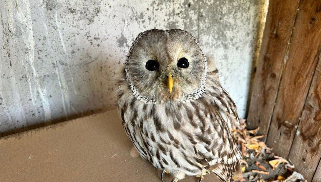 На момент осмотра специалистами пернатая чувствовала себя хорошо.