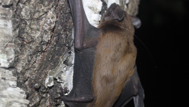 В этом году экологами вуза была организована научная экспедиция в Агрызский район.