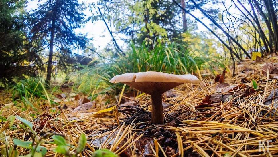 Это коснется «успешных» сборщиков даров леса.