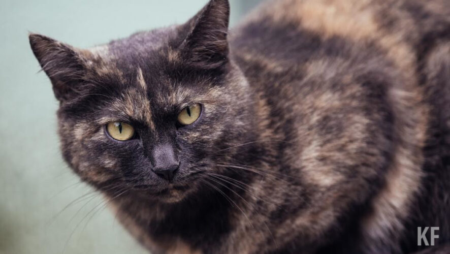 Если раньше на&nbsp;долю транспортировки приходилось 10% стоимости кормов