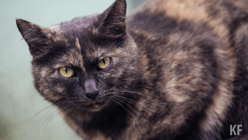 Если раньше на долю транспортировки приходилось 10% стоимости кормов