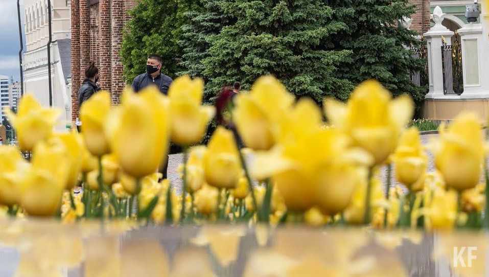 Здесь высадят тюльпаны