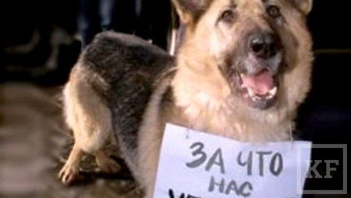 Сегодня Верховный суд Татарстана рассмотрел апелляцию «Челныкоммунхоза» на решение городского суда о запрете отстрела бродячих животных в Набережных Челнах.Напомним