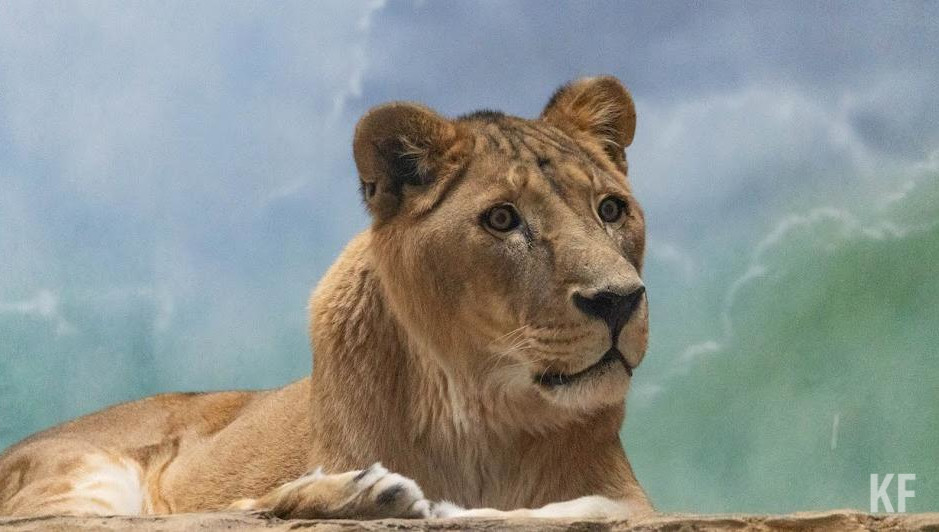 Женщины чаще мужчин поддерживают такой запрет.