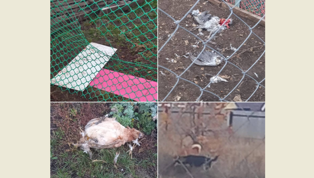 Горожане бьют тревогу и просят помощи у местной власти.