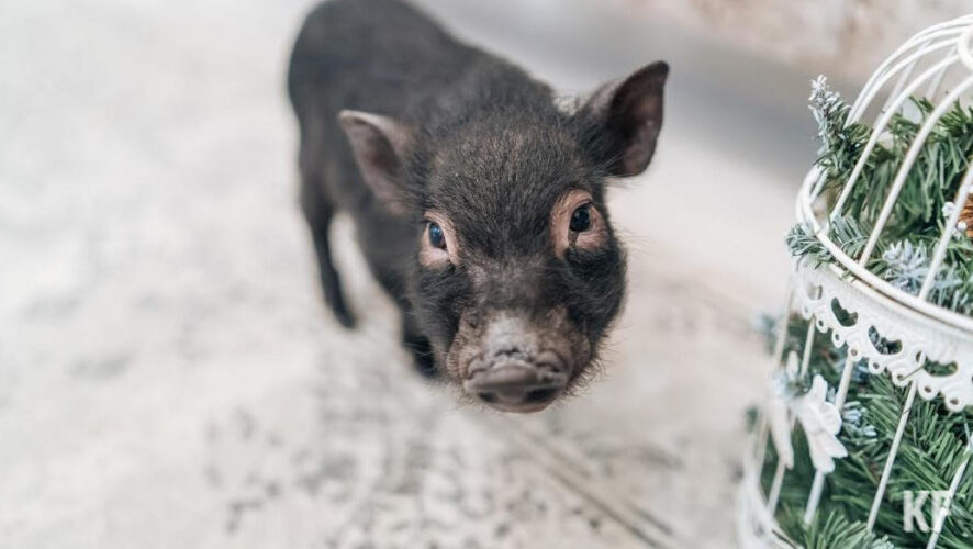 Возбудитель АЧС выявлен у умершего животного в Новошешминском районе.