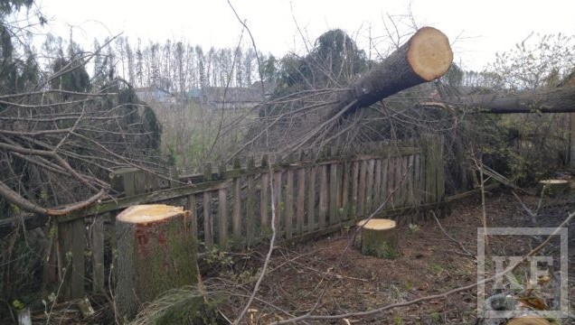Казанская межрайонная природоохранная прокуратура обнаружила незаконное уничтожение более 700 деревьев