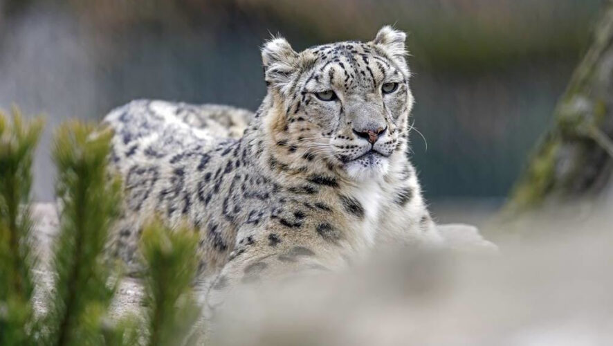 Там планируется создать условия для жизни пяти краснокнижных животных.