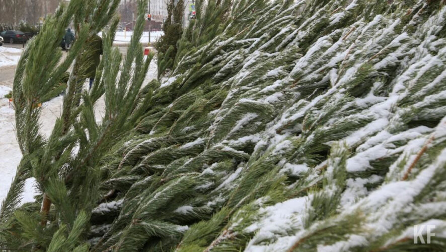Хвойные деревья можно будет сдать на переработку до конца января.