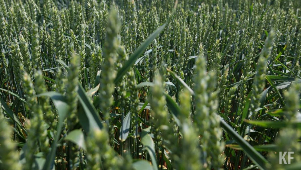 В прошедшем году площадь посевов такой культуры в республике достигла 4