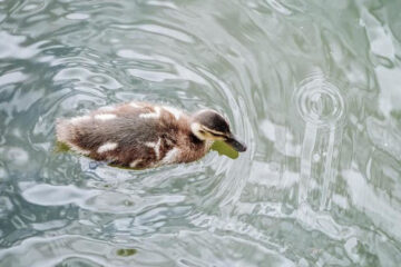 Животное могло погибнуть из-за неправильного кормления