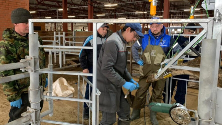 При помощи нового станка коровам расчистили копыта.